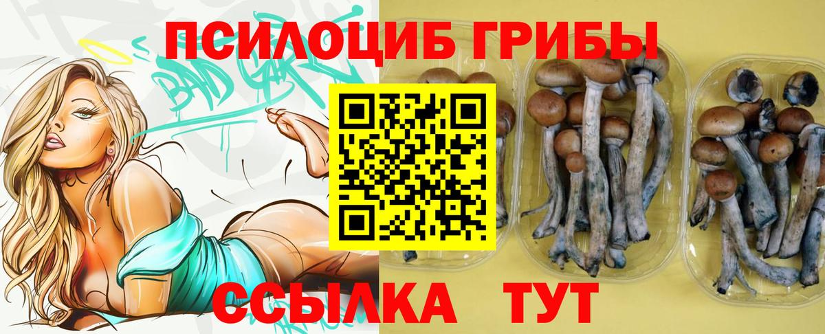 Псилоцибиновые грибы Psilocybine cubensis Кольчугино